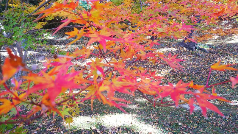 竜田公園の紅葉