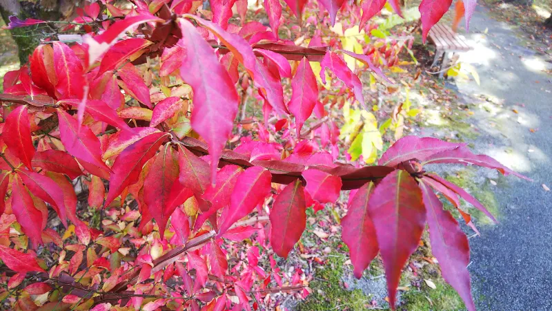 竜田公園の紅葉