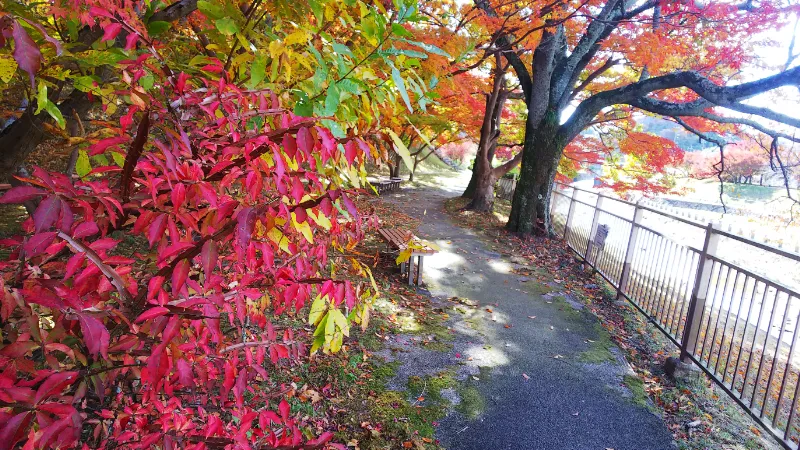 竜田公園の紅葉