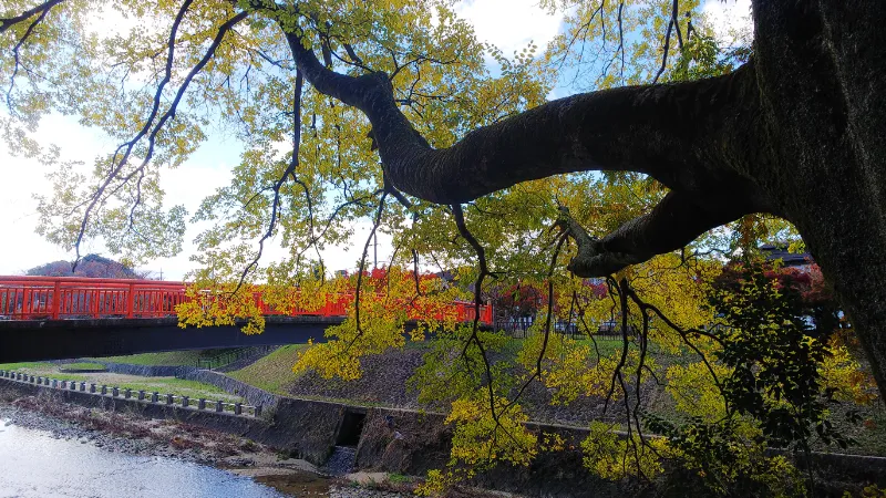 竜田公園の紅葉