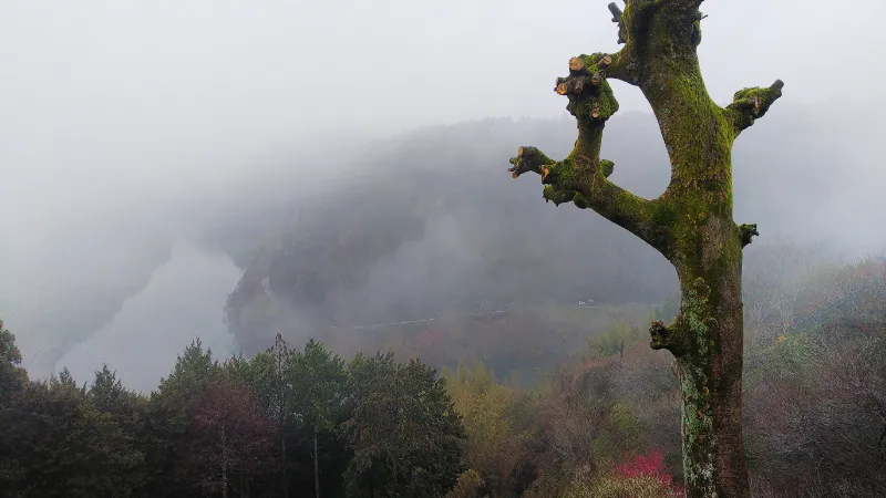 月ヶ瀬梅林の一目八景