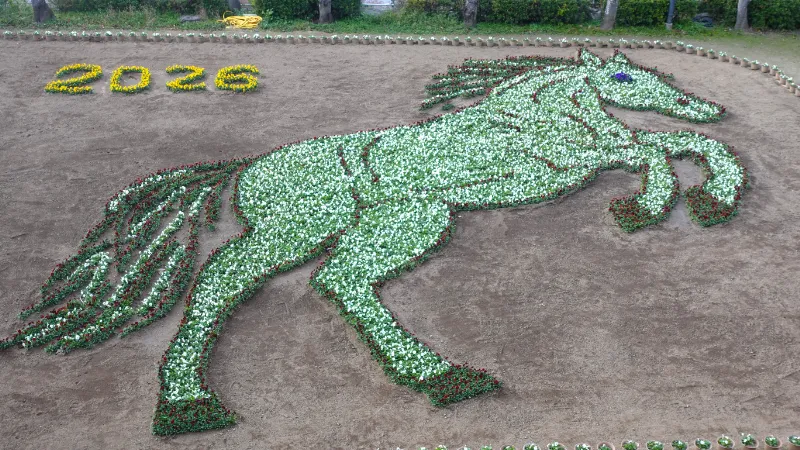 安倍文殊院の午年干支花絵２０２６