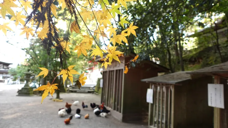 石上神宮黄葉と鶏