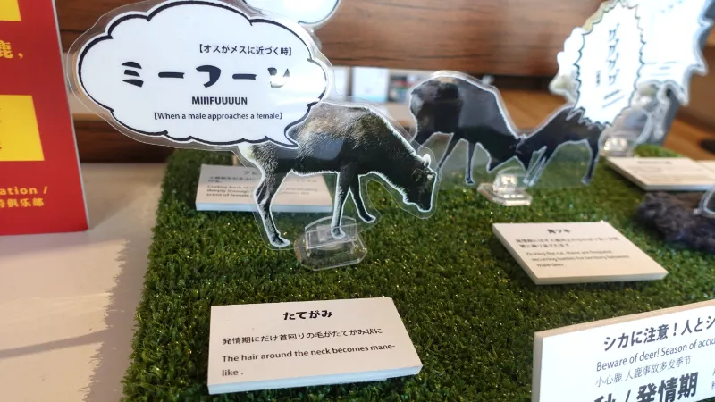 「ミーフーン」雄鹿の鳴き声