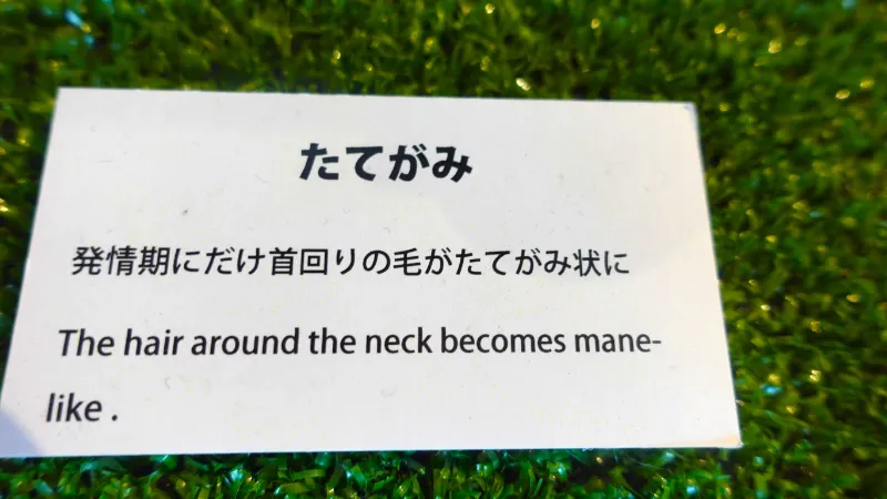 たてがみ(発情期の雄鹿)