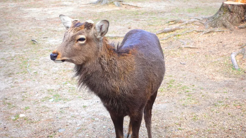 雄鹿のたてがみ