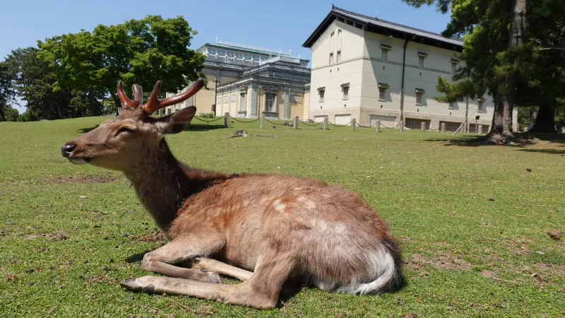 奈良公園の鹿