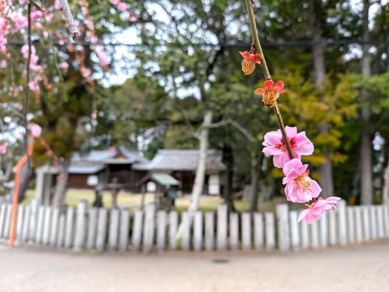 国津神社と紅梅