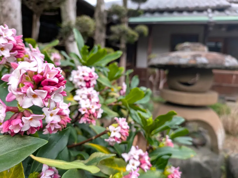 大正楼中庭の沈丁花