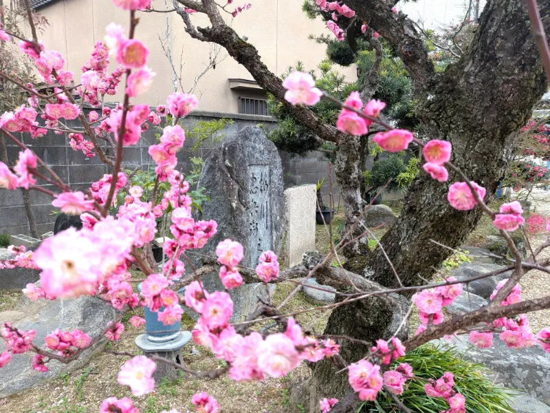 三輪の茶屋・梅川忠兵衛石碑