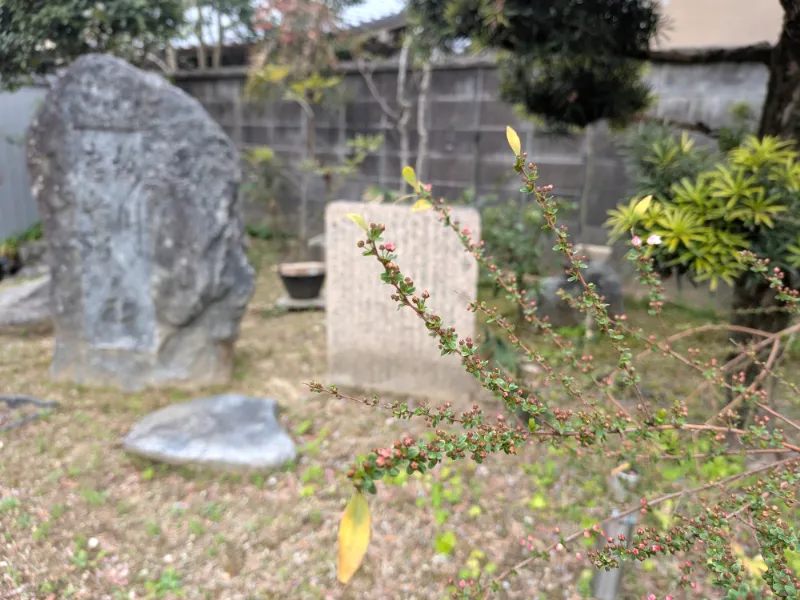 三輪の茶屋・ピンク雪柳と梅川忠兵衛石碑